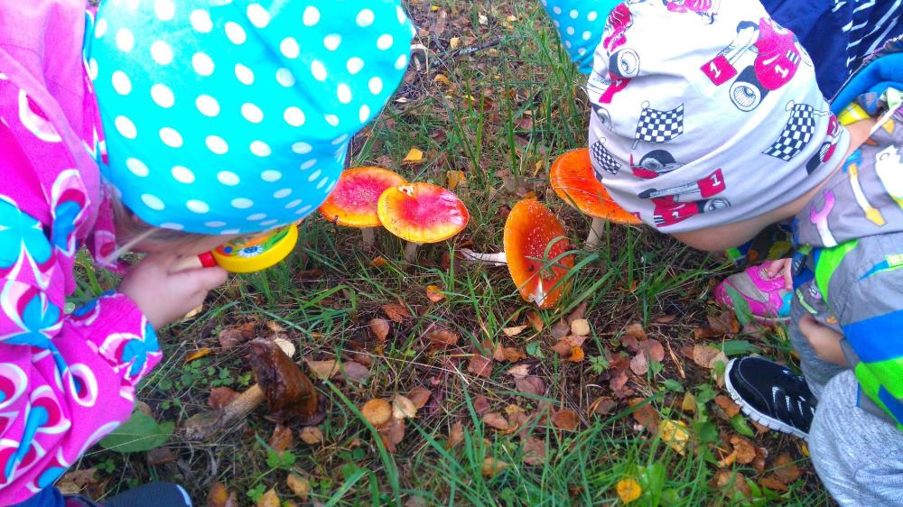 Lapset tutkivat sieniä