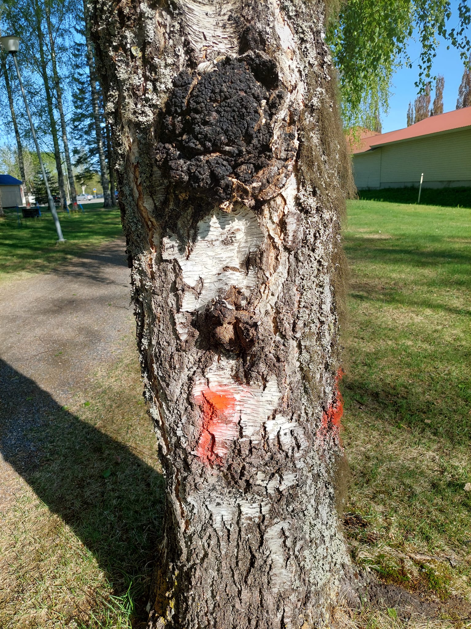 Koivu, jossa lahovika ja punainen leima