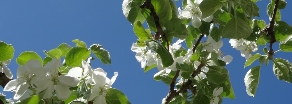 Omenankukkia sinistä taivasta vasten
